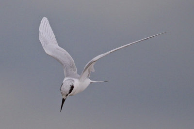 Forster's Tern