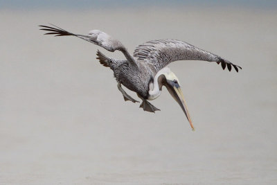 Brown Pelican