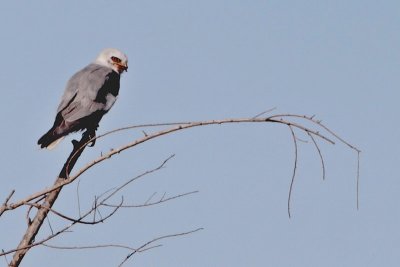 White-tailed Kite