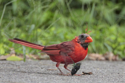 Molting Cardinal and Cicada