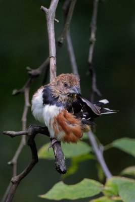Eastern Towhee