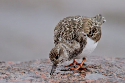 Ruddy Turnstone