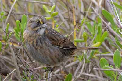 Seaside Sparrow