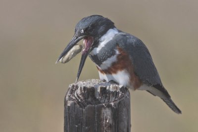 Belted Kingfisher Coughing up Pellet