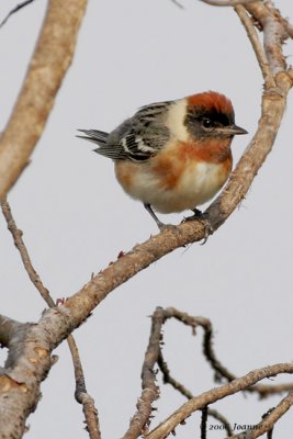 Bay-breasted warbler