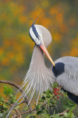 Great Blue Heron male preening for display