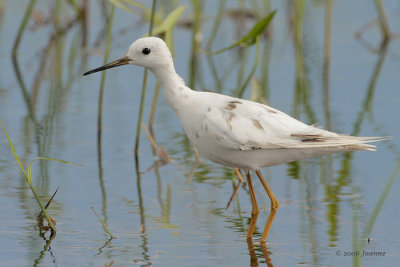 Partially albino lesser yellowlegs