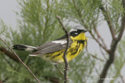 magnolia warbler