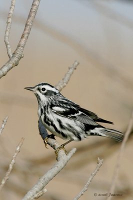 Black and White Warbler