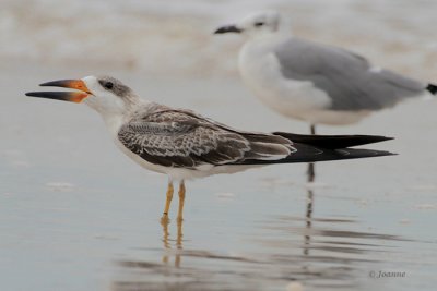 Skimmer (Juvenile)