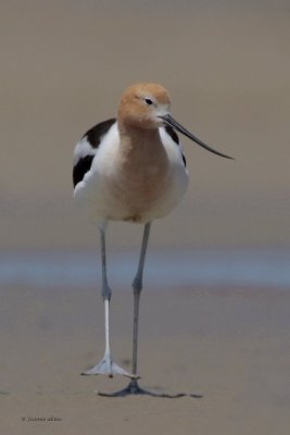 American Avocet