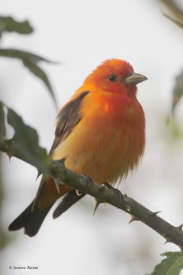 Scarlet Tanager (orange variant)
