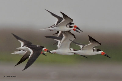 Black Skimmers