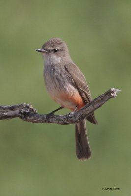 Vermillion Flycatcher