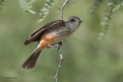 Vermillion Flycatcher