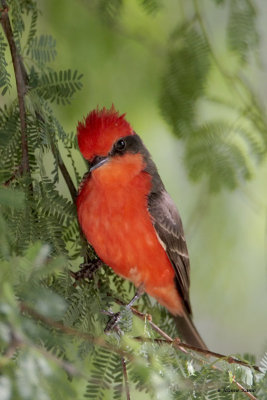 Vermillion Flycatcher