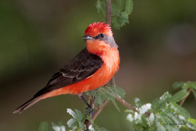 Vermillion Flycatcher