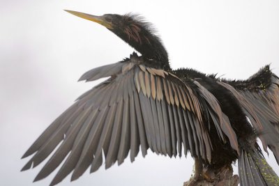 Anhinga