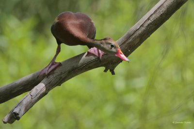 Black-bellied Whistling Duck