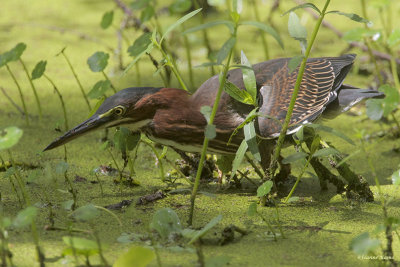 Green Heron