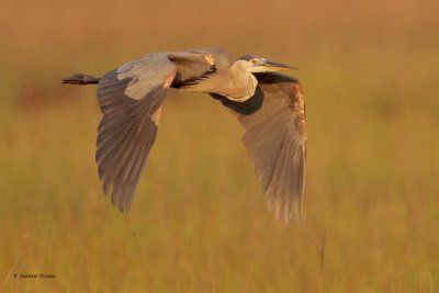 Great Blue Heron