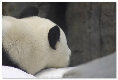 Giant Panda Adventure - Ocean Park