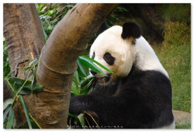 Giant Panda Adventure - Ocean Park