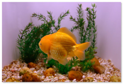 Goldfish Treasures - Ocean Park
