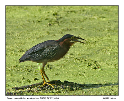 img_8399_GreenHeron_11x100.jpg