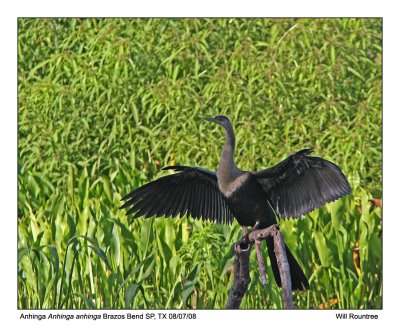 img_0098_Anhinga_11x100.jpg