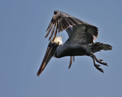 _MG_6990_BPelican_10x100.jpg