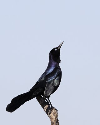 IMG_0794a.jpg