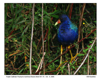 img_6212_PGallinule_13x72.jpg