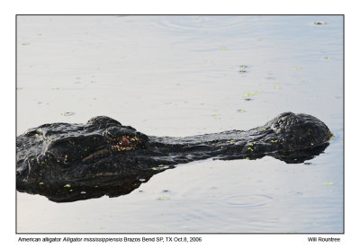 img_6215_Gator_13x72.jpg