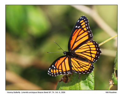 img_6220_Viceroy_13x72.jpg