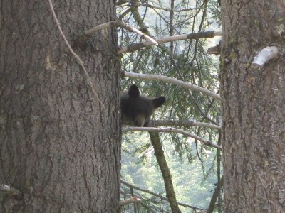 bear_1.JPG