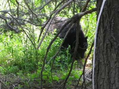 bear_5.JPG