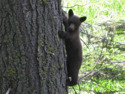 bear_7.JPG