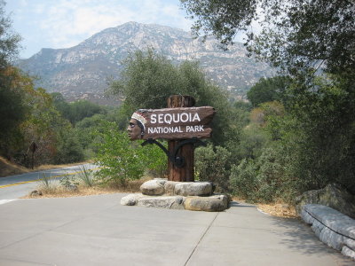 sequoia.jpg
