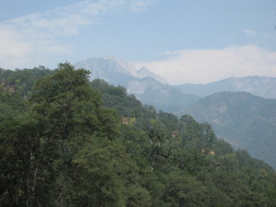 sequoia3.jpg