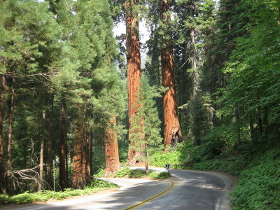 sequoia5_2.JPG
