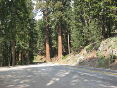 sequoia5_3.JPG