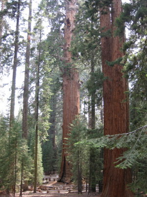 sequoia2_02.JPG