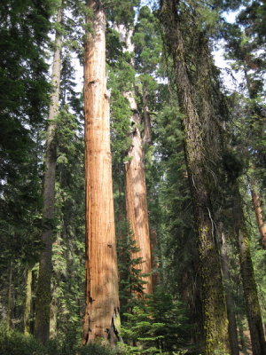 sequoia2_03.JPG