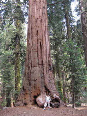 sequoia2_05.JPG