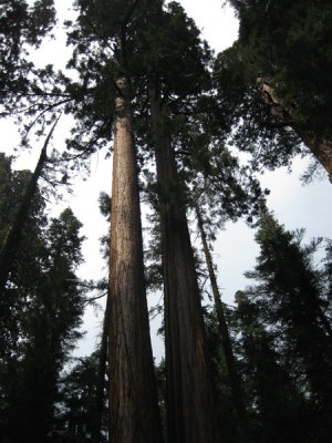 sequoia2_07.JPG