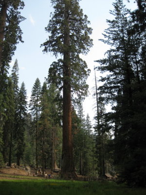 sequoia2_08.JPG