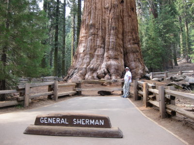 sequoia2_09.JPG