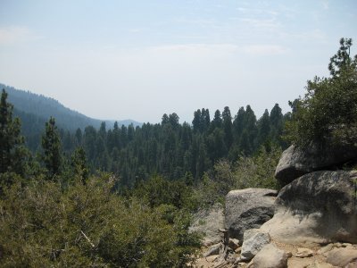 sequoia5_4.JPG