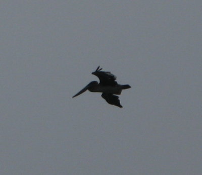 pelican.jpg
